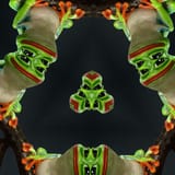 frog
