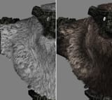vertex_color_fur