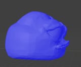 frog