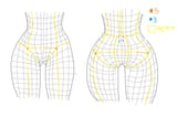 pelvis wireframe