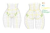 pelvis wireframe 2
