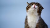 happy-cat-month-1[1]