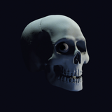 Skull