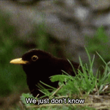 birb
