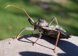 wheelbug