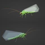LacewingPerspective