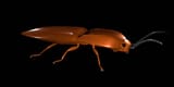 ClickBeetle