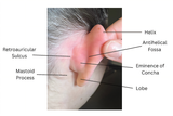 Photograph-of-the-posterior-ear-labeled-with-anatomic-structures