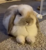 Usagi(1)