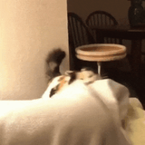 catt