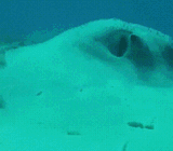 fish wutface