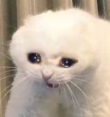 Crying_Cat
