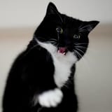 bafkreid6uf4iezxlpicolvwiow4w2fnogjr3knqzhtsc3vfv5qru4ctfd4