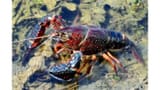 crayfish