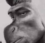 dongey