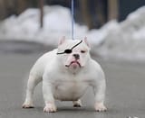 Doggo orochi