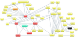 subgroups