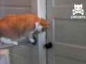Cat opens a door knob_thumb.jpg