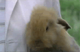 Rabbitrun when there&#039;s ponies in the &#039;cord
