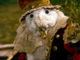 What the fuck is this, said the White Rabbit