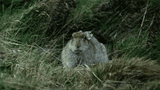 rabbitinwind