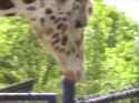 giraffe_thumb.jpg