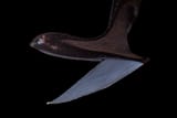 Gulper-eel-Eurypharynx-pelicanoides-2