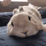 rabbitpet 
