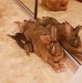 tiny rabbit with giant gf
