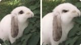 angrybun