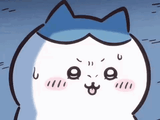 hachi