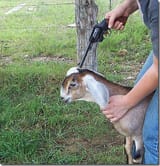 goat shoot