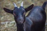 black-horned-goat