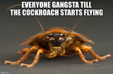 COCKroach
