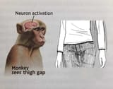 Neuron activation Asagi