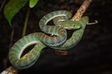 Trimeresurus_sabahi_fucatus,_Banded_pit_viper_-_Takua_Pa_District,_Phang-nga_Province_(46710893582)