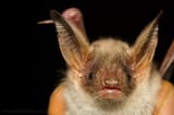Ribbed bat ears