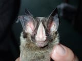 More ribbed bat ears