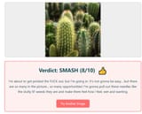 18plus cacti