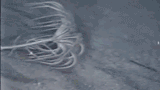 crawling crinoid