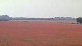 blackadder