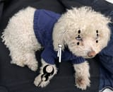 Poodleshaku