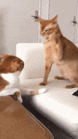 cat-smacking-other-cat
