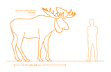 moose