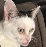 Kitty