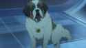 DogsAreEvil_thumb.jpg