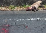 タヌキ即死