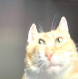 1632384471134