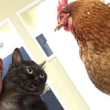 p2ugdqy3lcky