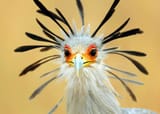 secbird